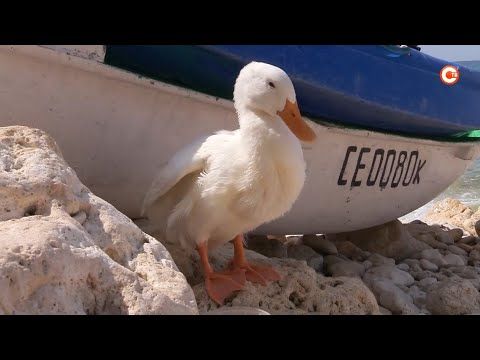 �� ���� ������� ���������� ����� ��������������������� (�����)