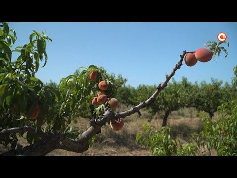 � ������� ����� ������ �������� ��������� ������� ����� 30 ���� �������� (�����)