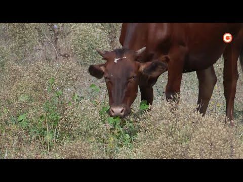 � ������� ���������� � ����������� ���������� ����� �������� �������� (�����)