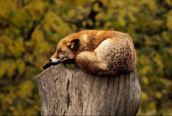 � ����� ����� ���� ������� ������������� �������
