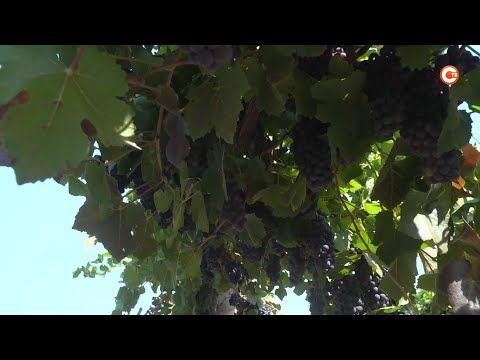 ����� 20 ����� ���� ��������� ��������� ������� � ����������� � 2021 ���� (�����)