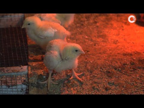 �������� ����� � ����������� ����������� �� ������� �������� (�����)