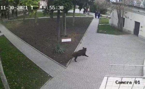 � ��������� ������������ ����� �����