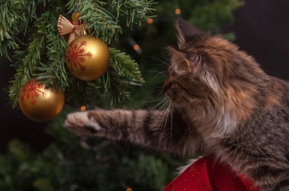 � ���� �������� ������ ������� ������