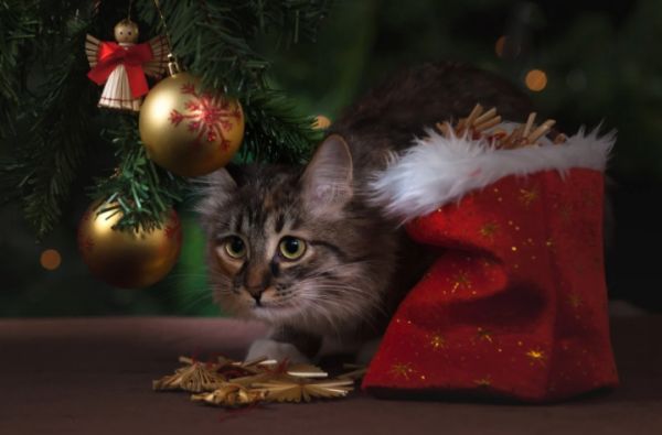 � ����� �������� �������� ���������� �������