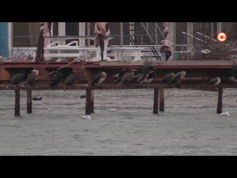 �� ���������� �������� ������� � ���������� ����� ����� ������� ���-���� �������� (�����)