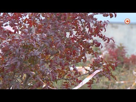 � ����������� �������� ����� �������� ������� ������������� �������� ��������� � ����� ��������