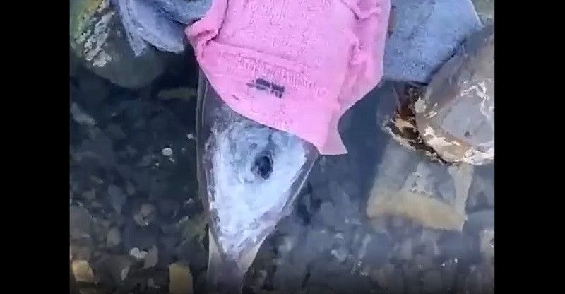 � ׸���� ���� �������� ������ �� ��������� ��������