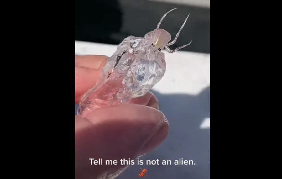 ������������ ������ ������� ���������������