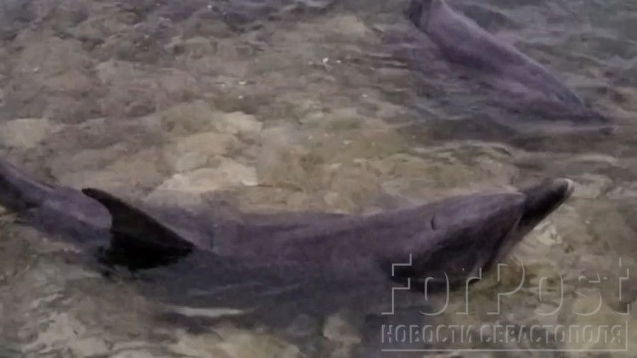� ����������� ����������� ������� ��������� ����� ��������� � ����