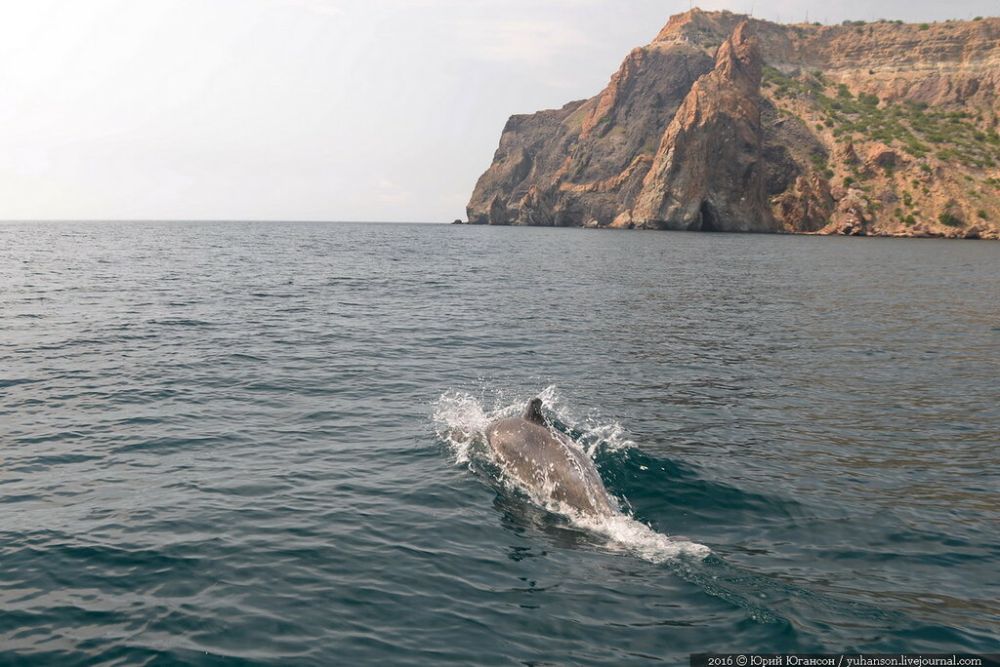 � ����������� ���������� ����� ���� ��������� � ��� �� �� Flipper'a