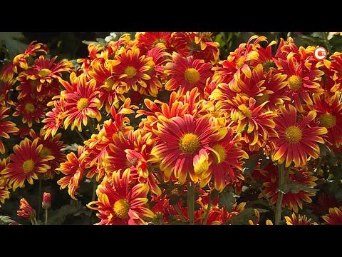 � ��������� ������������ ���� �������� ������������ ��� ���������