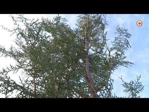 � ����������� � ������ ���� ������� ����� ����� �������� � �����������