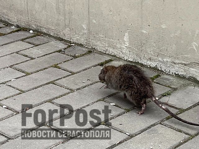 ����� ����������� �������� ������� ��������� �����