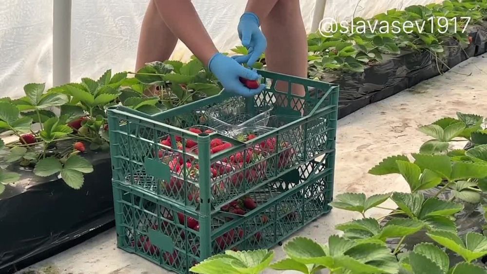 ����� ������ �������. � ��������������� �������� ������������ ���� ��������