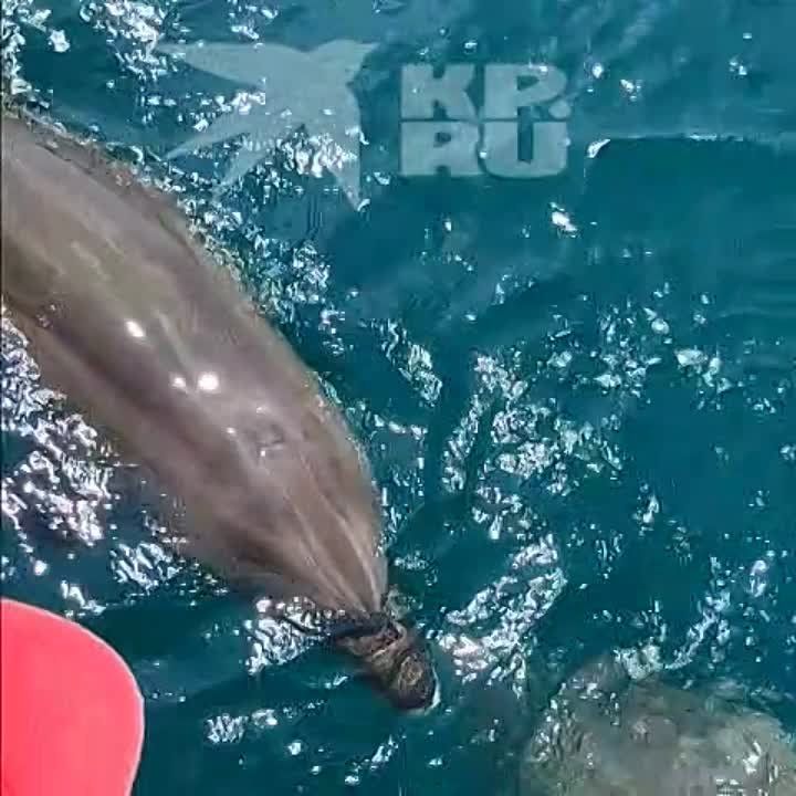 �� ������� �������� ��������� "����������" ����������� ����������� �����: