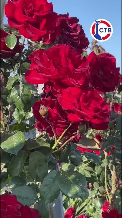 ��� ����� � ������ ���� ���������� ��������