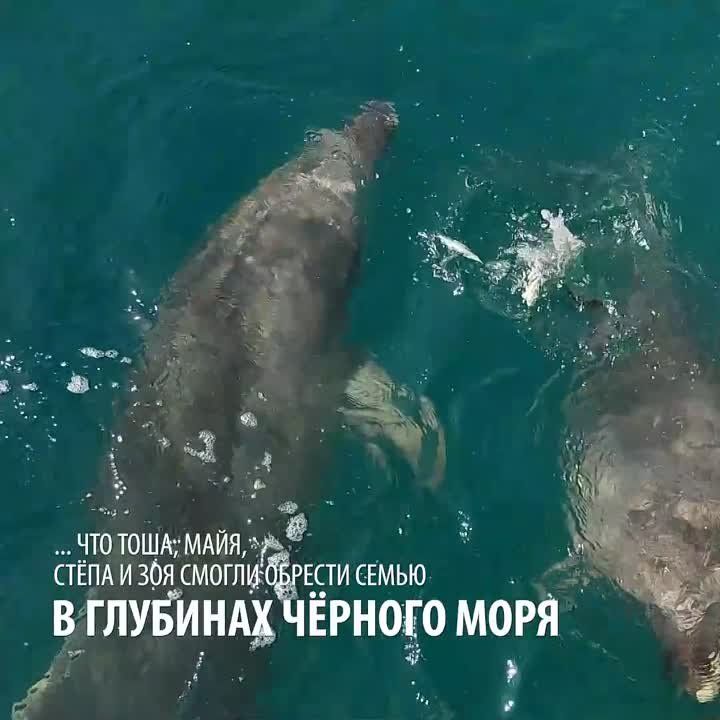 �������, ����������� �� ����������� "Flipper", �������?