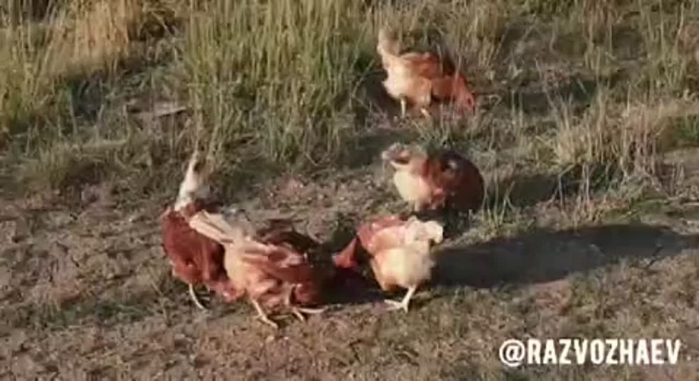 ��������������� �������� ��������� ����� ������ �� �������, ������������ � ���������� �������������������� ��������