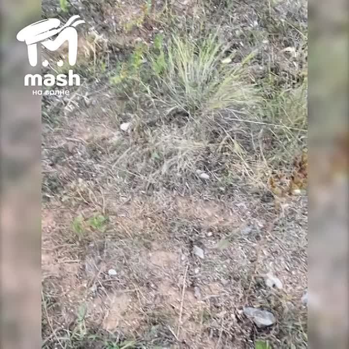 "�����-���������, �� ��� ������ �����"