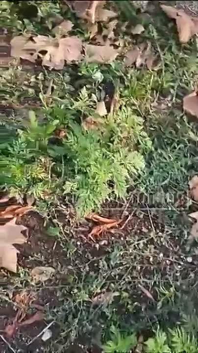 � ����� ������ ����������� �� ��. �������� ��������� � ������� ��������� ������ ������ �������� ����������� ������ � �� ���������������� ��������� ������� � �������� ��������������