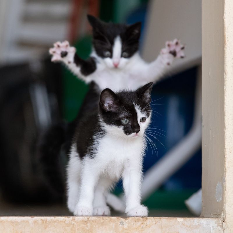 10-�� ������ ����� Comedy Pet Photo Awards 2023