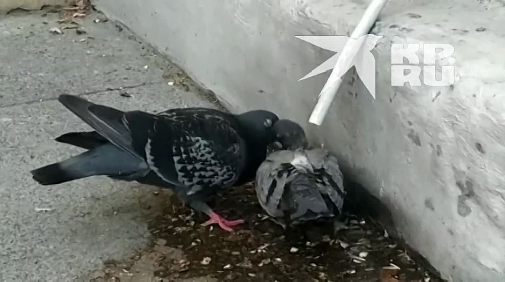 � ����������� ����: ������� ������� ������ ��� ������ ����