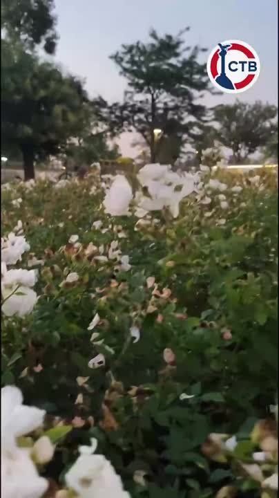 ���� ��������� � ������������ �����, ���������� � ���� �������, �������, ����