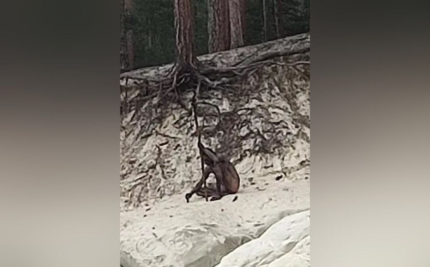 � ���� ���������������� ������������� ���������-�����