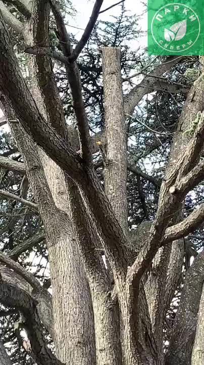 ���������� ����������� �������� ����� � ����������� �����