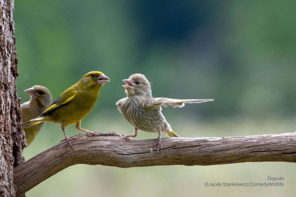 ���������� �������� Comedy Wildlife Photography Awards 2023
