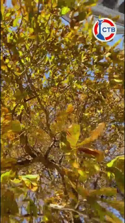 ����������� ��������� ������� �����