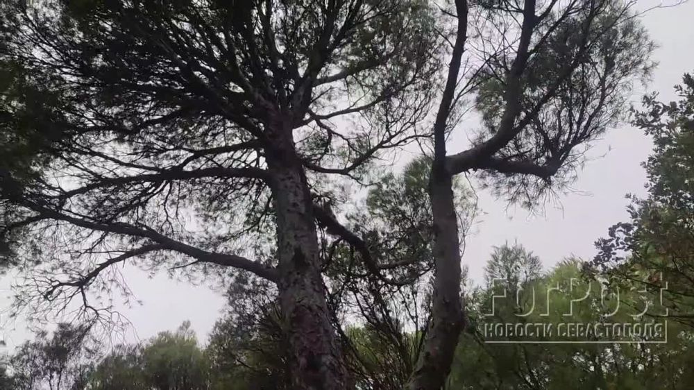 ��������� ���� ������� �������