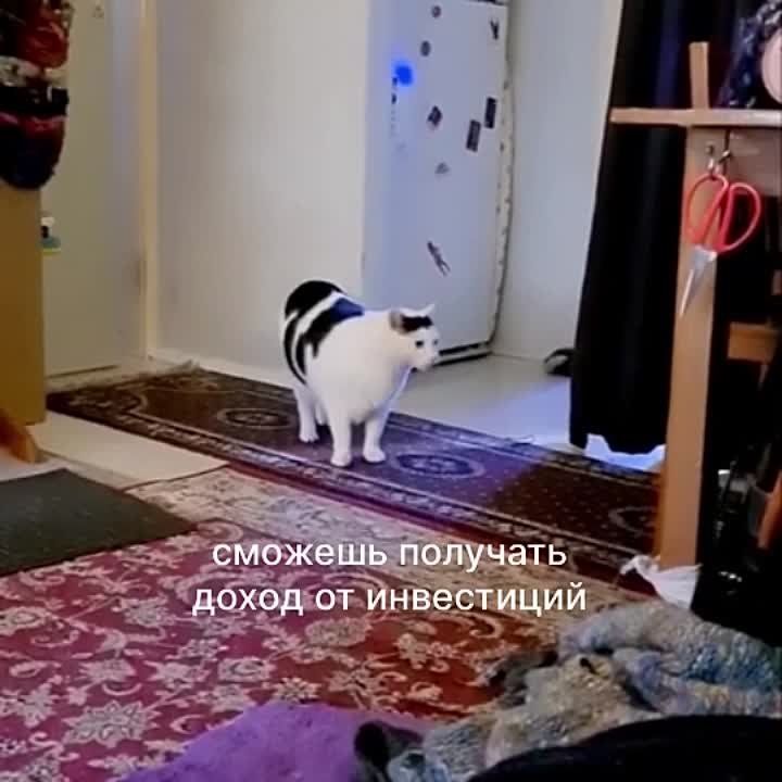 �� ����� ������ ��� ��������, � ����������� �� ���� �����������