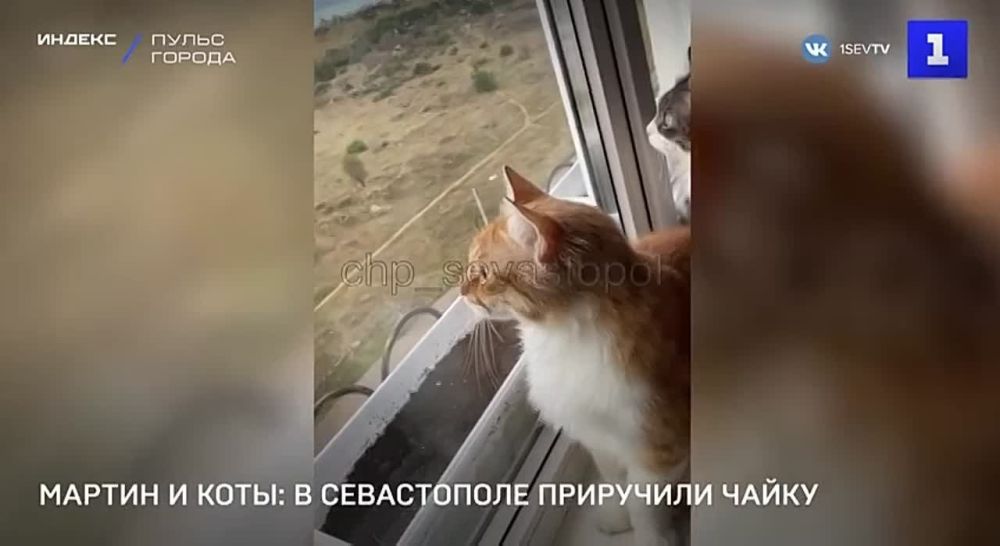 ������ � ����: ���������� ����������� ��������� �����