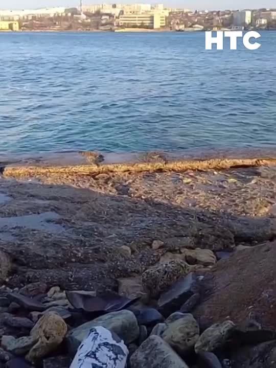 ��� ���� ����������� ������� ����
