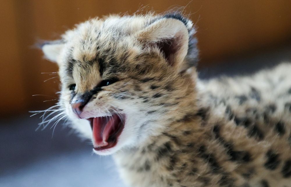 �� ������ ������ ��������� ������� ����� �������