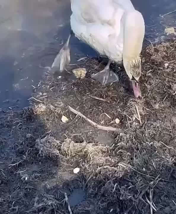 � ����������� ������ ������ � ������� �����������