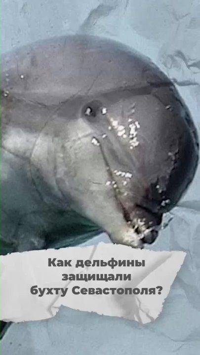 ������ ��������: ������ ��� �������?