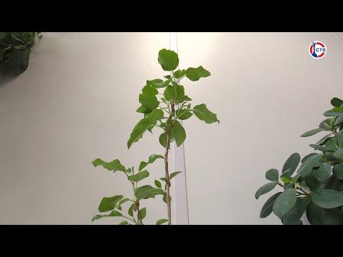 ������� ����������� ������ ������ ������ � ��������������� ��������� (�����)