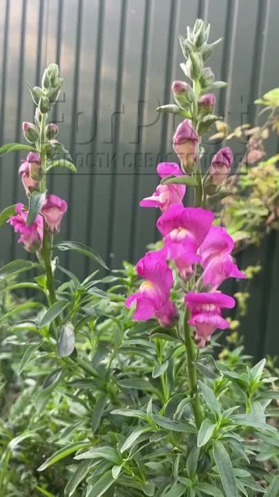 � ����������� ������� +19-21��, ����� ������-�������� 9-14 �/�