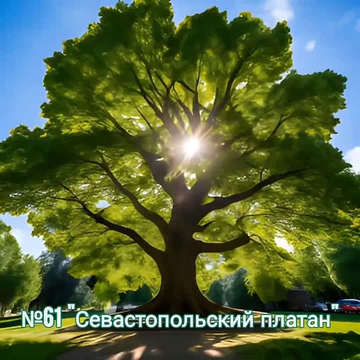 ���������: ������� ������ ������. � 1 ��� �� 1 ������� 2024 ���� �� ����� www.rosdrevo.ru �������� ��-���� ����������� ����������� ������ ���� � 2024�