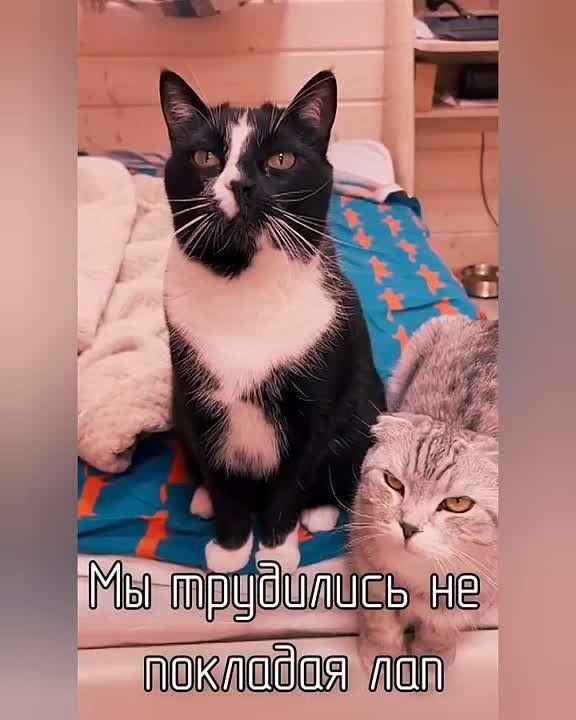 #���������. ������ ���������� �����, ������