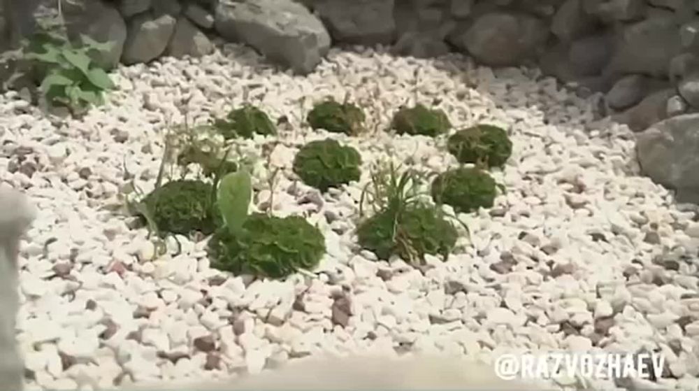 � ��������� �� ����� �������� ������� ����� ����� �� ��������� ������������� ���������� ��������� ������