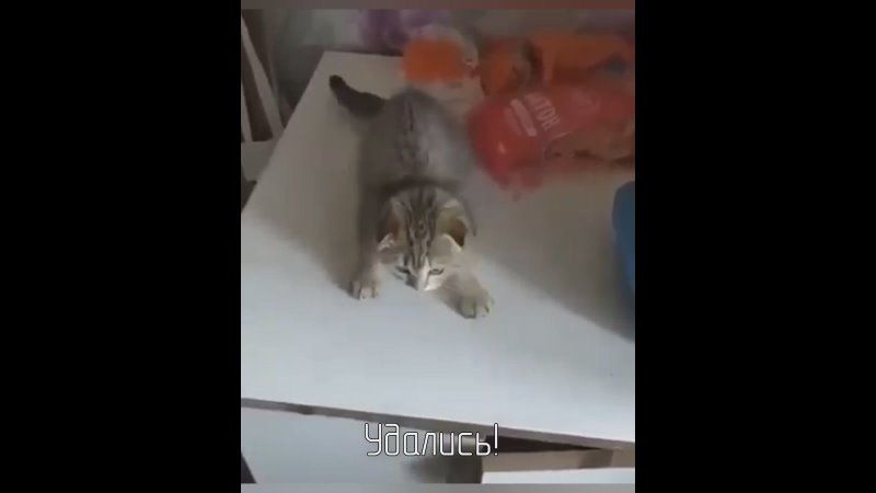 #���������. ������ ���������� �����, ������