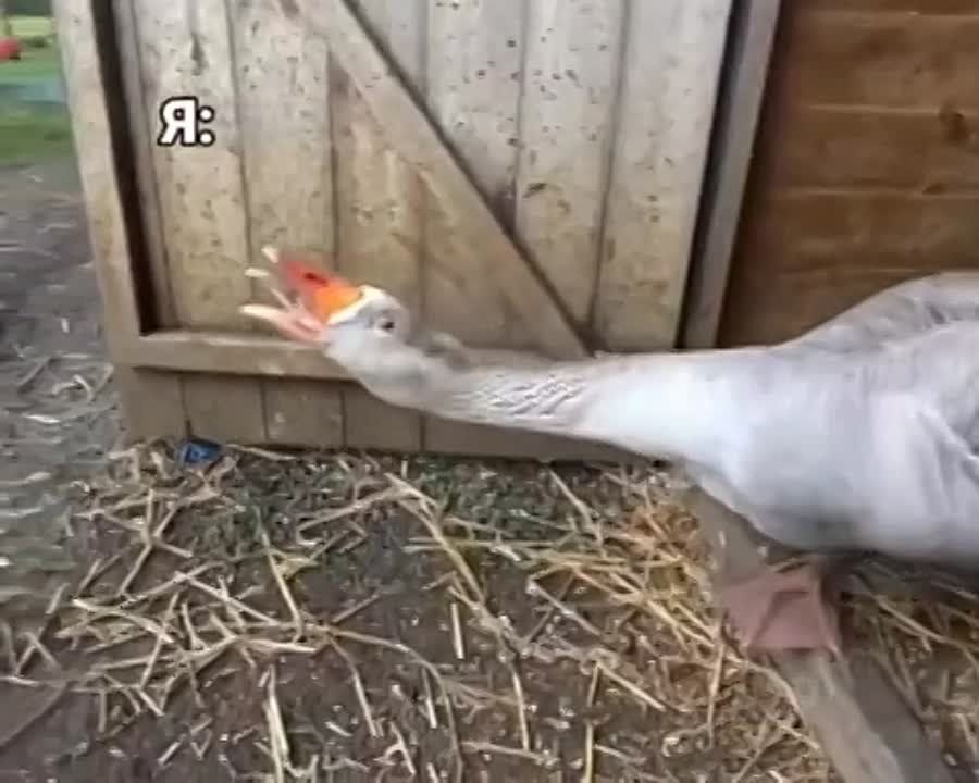 :      ,     5:30   