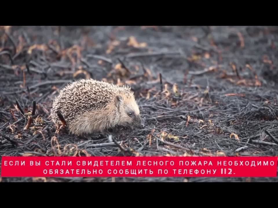������� ������: ���������� ������ ������� ���� ����� �������� �������