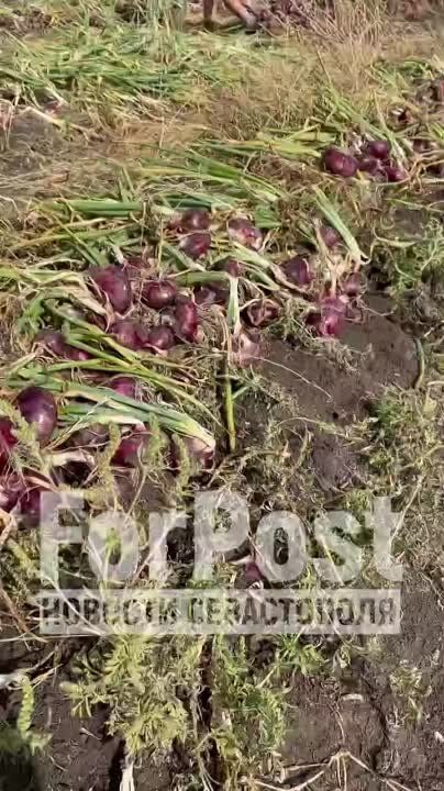 ������ ���������� ���� � ����� � ����� �������