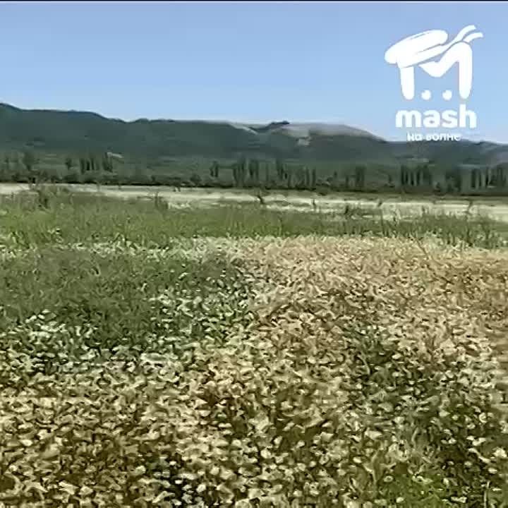 ���� ����� �����������, � �������� Mash �� ����� ��� �������� �� ���� �������