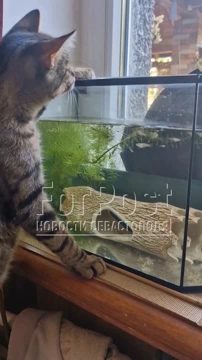 ����� �������� �������. ��� ������ ����� �� ���������